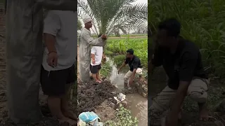 اولاد الحاج كابو مطلعين عينه تابعوني 