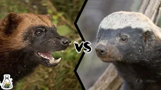 WOLVERINE VS HONEY BADGER - Who Would Win