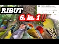 Download Lagu Burcil Ribut 6 IN 1😱😱,Pikat Ribut Auto Klepek²