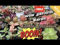Lagu Penjual Ramah, pelayanan cepat 🔥ukuran aglaonema Jumbo murce+ koleksi eps.2.172