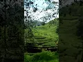 Download Lagu Pesona Keindahan Wisata Alam Hijau Perkebunan Teh Pegunungan Rancabali Ciwidey Bandung
