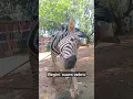 Download Lagu Suara zebra #shorts #zebra #suarahewan #animals #shortsfeed