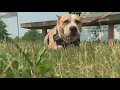 Franklin County Dog Shelter teams up with Ohio State player for adoption event