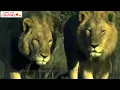 Lagu Thế Giới Động Vật Hoang Dã - Hai Anh Em Nhà  Sư Tử, Và Quyền Thống Trị [ Thuyết Minh ]
