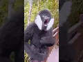 suara binatang buas dalam hutan, suara berubah-ubah