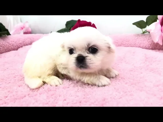 動画