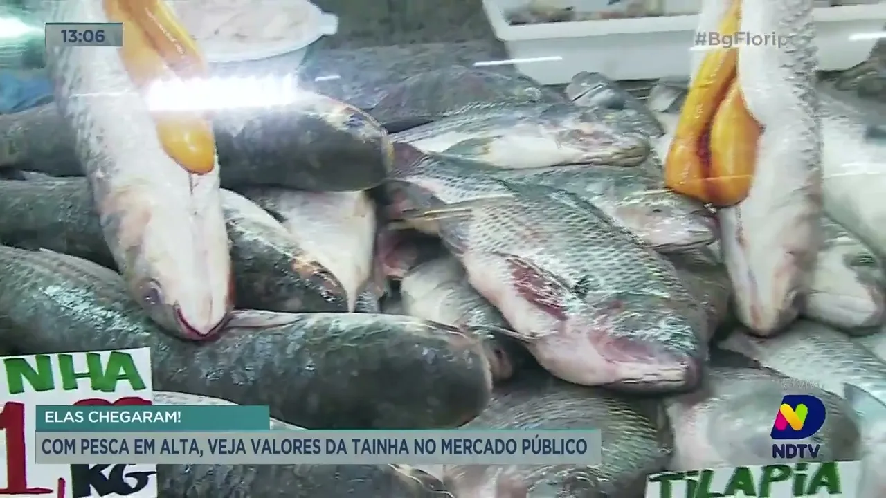 Com pesca em alta, veja valores da tainha no Mercado Público de Florianópolis