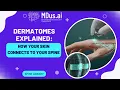 Dermatomes Explained How Your Skin Connects to Your Spine