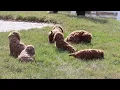Cavapoo Puppies For Sale