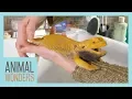 Keeping A Bearded Dragon Healthy Femoral Pores