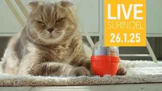 🔴26.1.25 수리노을 고양이 생방송 Cat LIVE (feat. 치순 chisoon & 콩 Kong)【SURI&NOEL】  😺📹