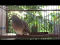 Download Lagu Suara burung perkutut gacor