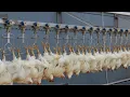 Download Lagu Chicken Hatchery Technology - Raising Broiler Farm - Modern Poultry Slaughter \u0026 Processing Plant
