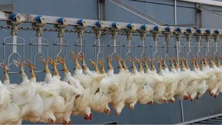 Download Chicken Hatchery Technology - Raising Broiler Farm - Modern Poultry Slaughter \u0026 Processing Plant MP3