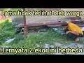 Download Lagu LAMA TIDAK KELUAR KANDANG,BUKAK PINTU LANGSUNG MAU KABUR