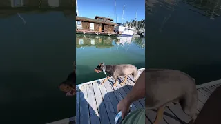 Good morning!! Hope you have an amazing day!! #fyp #dream #pets #doberman #boat