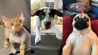 ULTIMATE Cat And Dog Videos FUNNIEST Pets 
