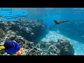 Finding Nemo The Live Action Remake Part 30