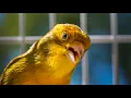 Download Lagu BEST CANARY SINGING LIVE - CANTO CANARIO - SERINUS CANARIA