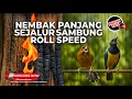 Lagu 🔴 Live Masteran Roll Tembak Terpanjang Kenari Isian Nembak Sejalur Vs Cucak Cungkok Gacor Kasar