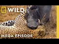 Download Lagu Deadly Revenge, Blood Feuds, \u0026 Epic Battles | Animal Fight Night MEGA EPISODE | Nat Geo Animals