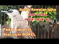 Download Lagu Trucukan sudah di rawat lama tapi cuma uplik-uplik aja dan jarang Ropel.