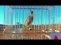 Download Lagu Suara burung goldfinch betina untuk kawin | suara burung goldfinch betina | suara burung goldfinch betina bernyanyi