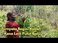 Download Lagu mencoba memikat burung kolibri ninja dengan lem pulut baru