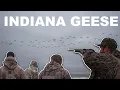 Indiana Late Season Goose Hunt 4k