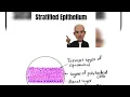 Epithelium 2 - Stratified epithelium easyanatomyformedicos