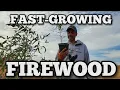 Two EASY Methods for Growing EUCALYPTUS TREES