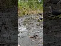 Download Lagu jerat di lokasi paporitnya burung ruak ruak#shorts #shortsfeed #shortvideo
