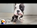 Dog Gets Saved From Euthanasia Then Faces Another Fight For His Life The Dodo