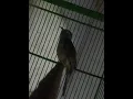 Download Lagu Suara bunyi burung wiwik kelabu Gacor dar der dor yang merdu enak di dengar