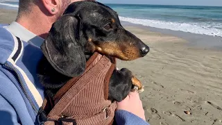 SIMPLE DAILY LIFE FILLED WITH THINGS MINI DACHSHUND AND I LIKE 🔖  | BEACH, GROCERY SHOPPING | VLOG
