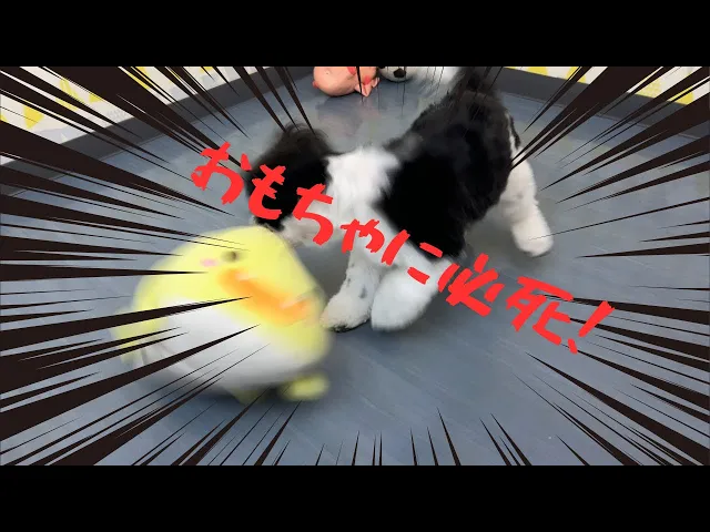動画