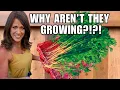 Why Your Carrots Radishes Beets Aren t Growing - Fix It Fast