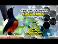 Download Lagu 🔴 LIVE 69 - Pancingan Murai Batu Malam Hari Full Isian Tembakan Kasar Murai Macet Pasti Nyaut