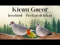 Download Lagu KICAU PERKUTUT LOKAL GACOR - KICAU LOVEBIRD NGEKEK - SUARA BURUNG RELAKSASI
