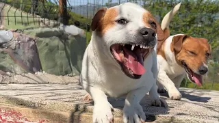 Pitbull oskar #kackrussell