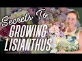 Secrets to Growing LISIANTHUS from Seed My Best Lisianthus Tips Plus Fresh Blooms