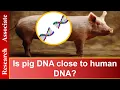 How much DNA do we share with pigs Research Associate