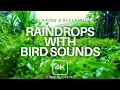 Raindrops with Bird Sounds for Relaxing and Sleeping