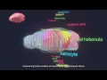 Introducing Stereo-seq Unleashing Subcellular Resolution in Spatial Transcriptomics