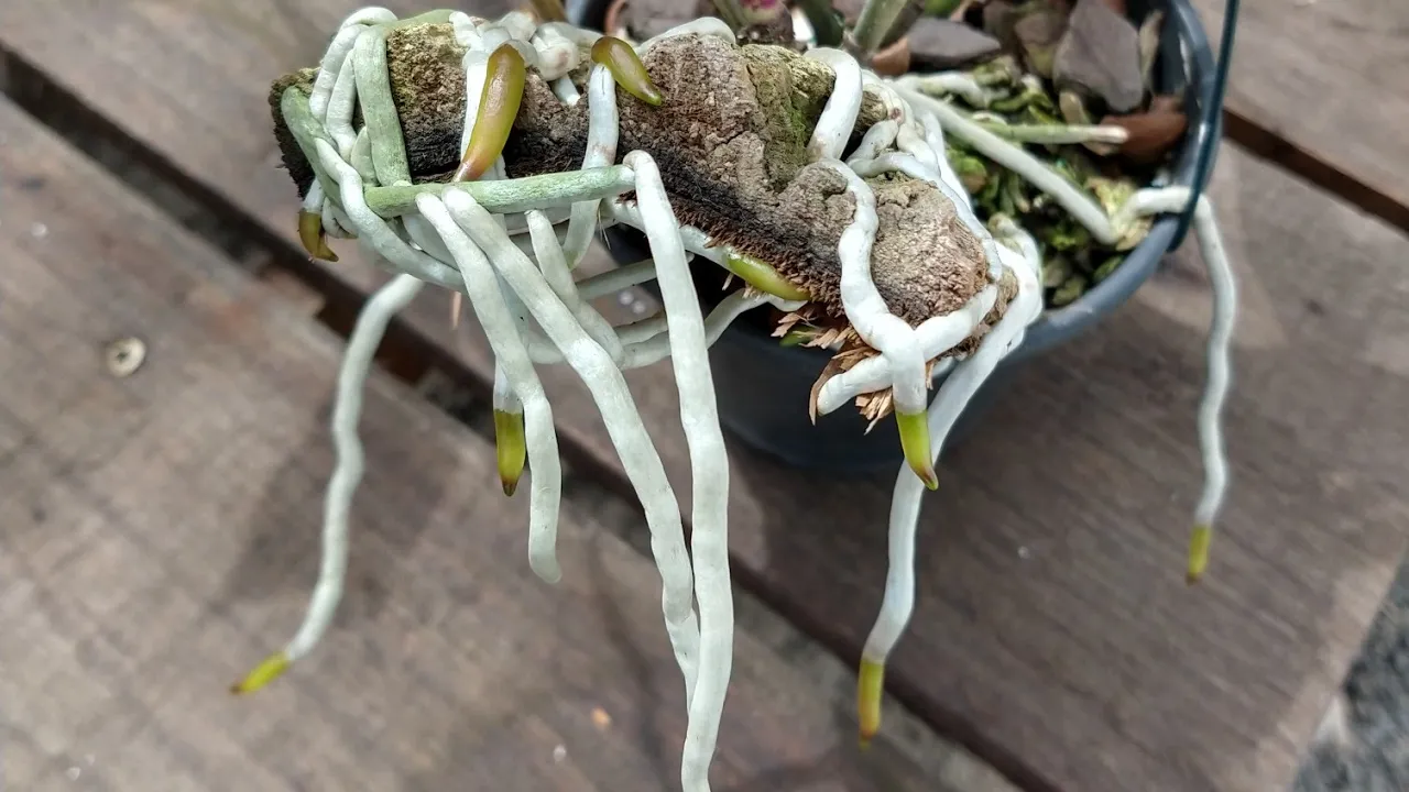 MADEIRAS QUE EU USO PARA MINHAS ORQUÍDEAS RESULTADOS DE ENRAIZAMENTO!!!