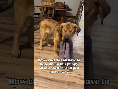 Rescued Dog Holding His Comfort Towel Breaks Your Heart 💔 #shorts