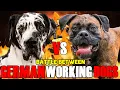 Great Dane vs Boxer Boxer vs Great Dane Which one is good for you Billa Boyka