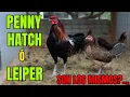 THE PENNY HATCHES AND THE LEIPERS ARE THEY THE SAME