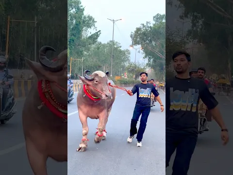 Sona hai sultan humara 👌……#bakra #shorts #bakraeid #animals