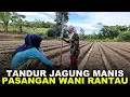 PAK WANI NUGAL, BU WANI NANDUR! KEKOMPAKAN @wanirantau  TANAM JAGUNG MANIS DI KEBUN ASIAN SURVIVOR
